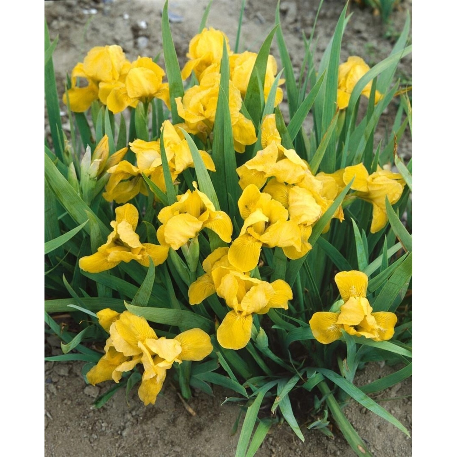 Iris X Barb.-nana Brassie Zwergiris Ca. 11x11 cm Topf günstig online kaufen