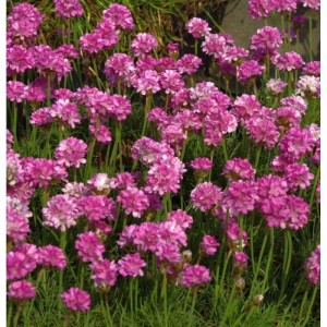 Dichte pinke Strandnelken 'Rosea Compacta' mit runden Blütenköpfen und grünen Blättern, eine winterharte Staude.