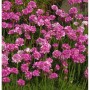 Dichte pinke Strandnelken 'Rosea Compacta' mit runden Blütenköpfen und grünen Blättern, eine winterharte Staude.