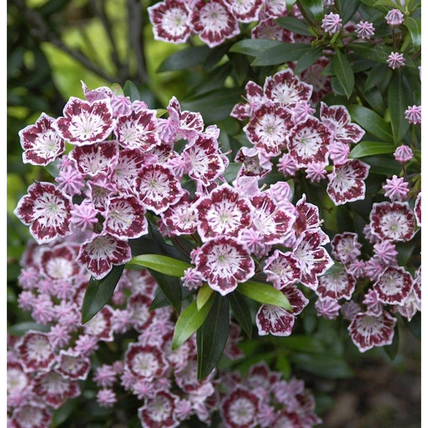 Berglorbeer Minuet 20-25cm - Kalmia latifolia günstig online kaufen