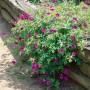 Blühender Storchschnabel 'Ann Folkard' mit purpurroten Blüten und grünen Blättern im Garten.