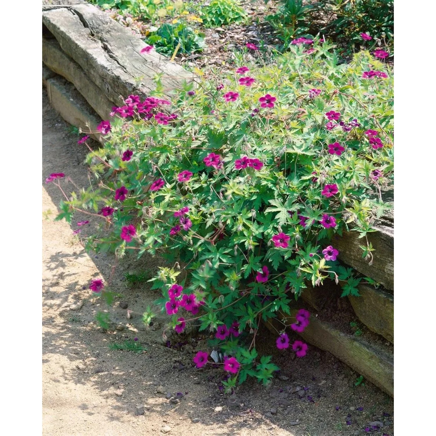 Blühender Storchschnabel 'Ann Folkard' mit purpurroten Blüten und grünen Blättern im Garten.