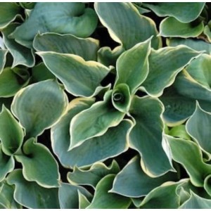Grünblattfunkie 'Pizzazz' (Hosta sieboldiana) mit blaugrünen, weiß gerandeten Blättern.
