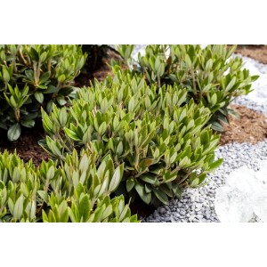 Buschiger Rhododendron Taliense Honigduft, 40–50 cm hoch, mit grünen Blättern.