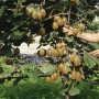 Kletternde Kiwi-Pflanze (Actinidia chinensis Hayward) mit reifen, braunen Früchten und grünen Blättern.