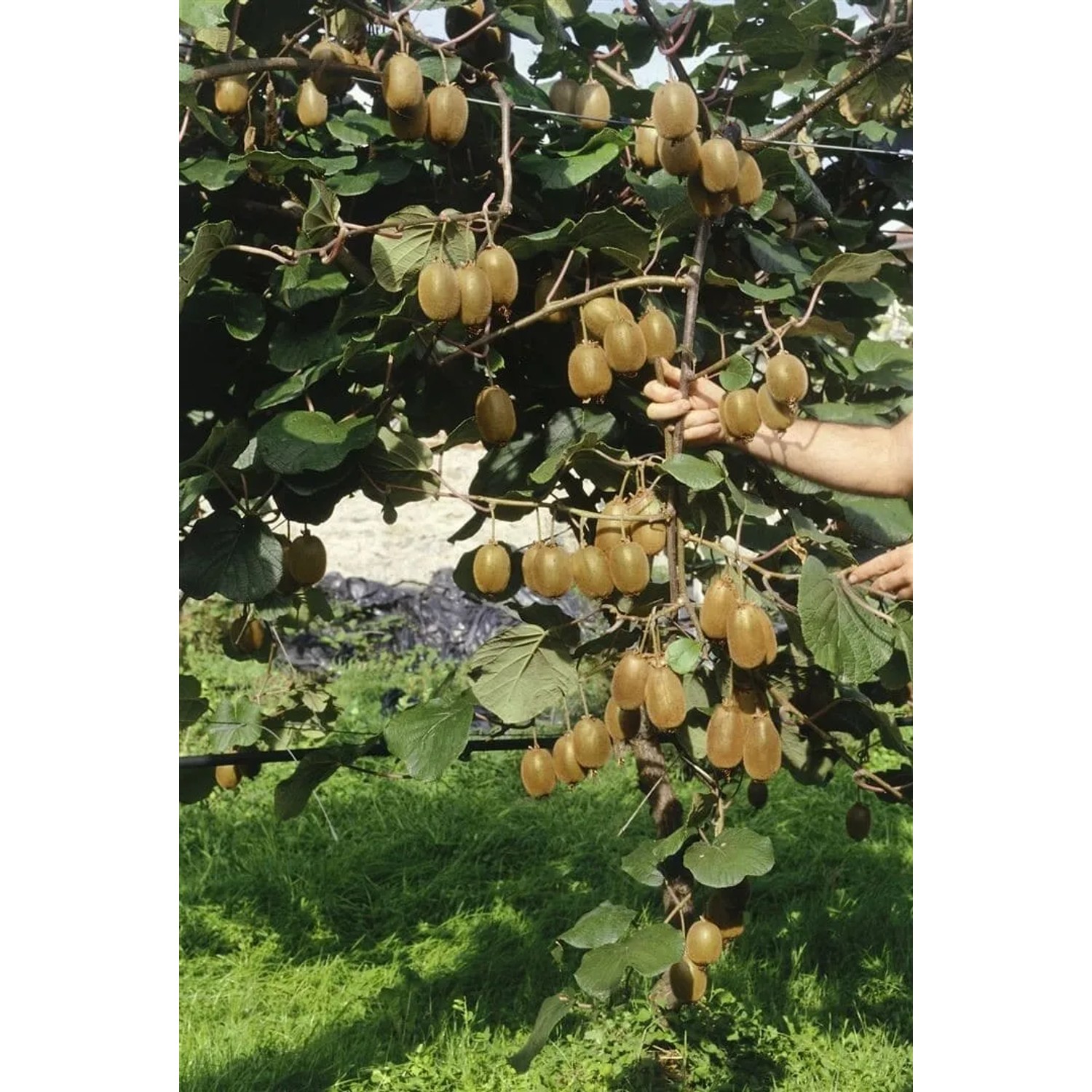 Kletternde Kiwi-Pflanze (Actinidia chinensis Hayward) mit reifen, braunen Früchten und grünen Blättern.