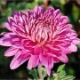 Nahaufnahme einer pinkfarbenen Winteraster (Chrysanthemum hortorum) im Garten.
