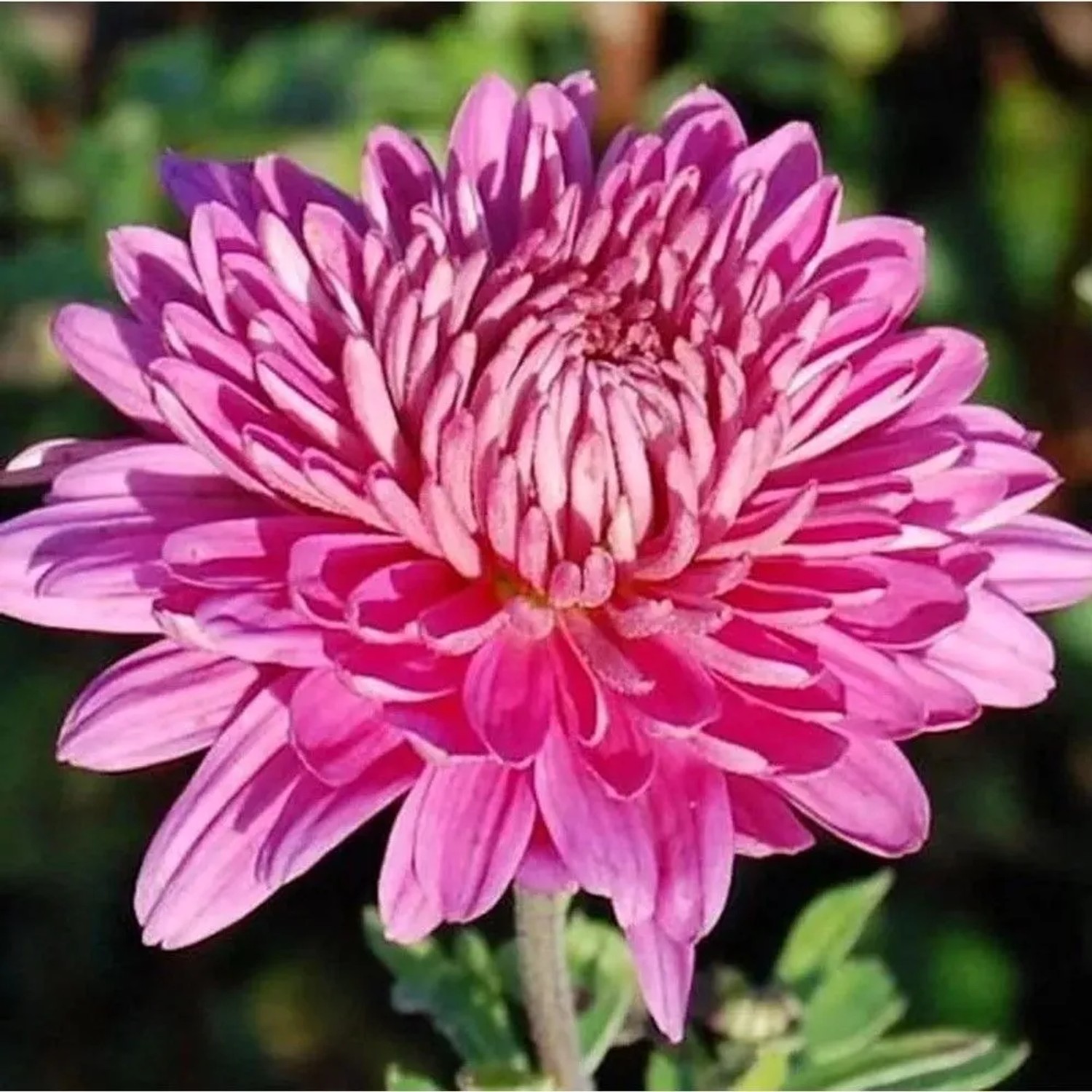 Winteraster Manito - Chrysanthemum hortorum
