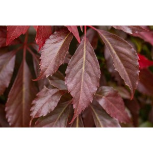 Rote Blätter des Wilden Weins 'Engelmannii', einer Kletterpflanze für Fassadenbegrünung.