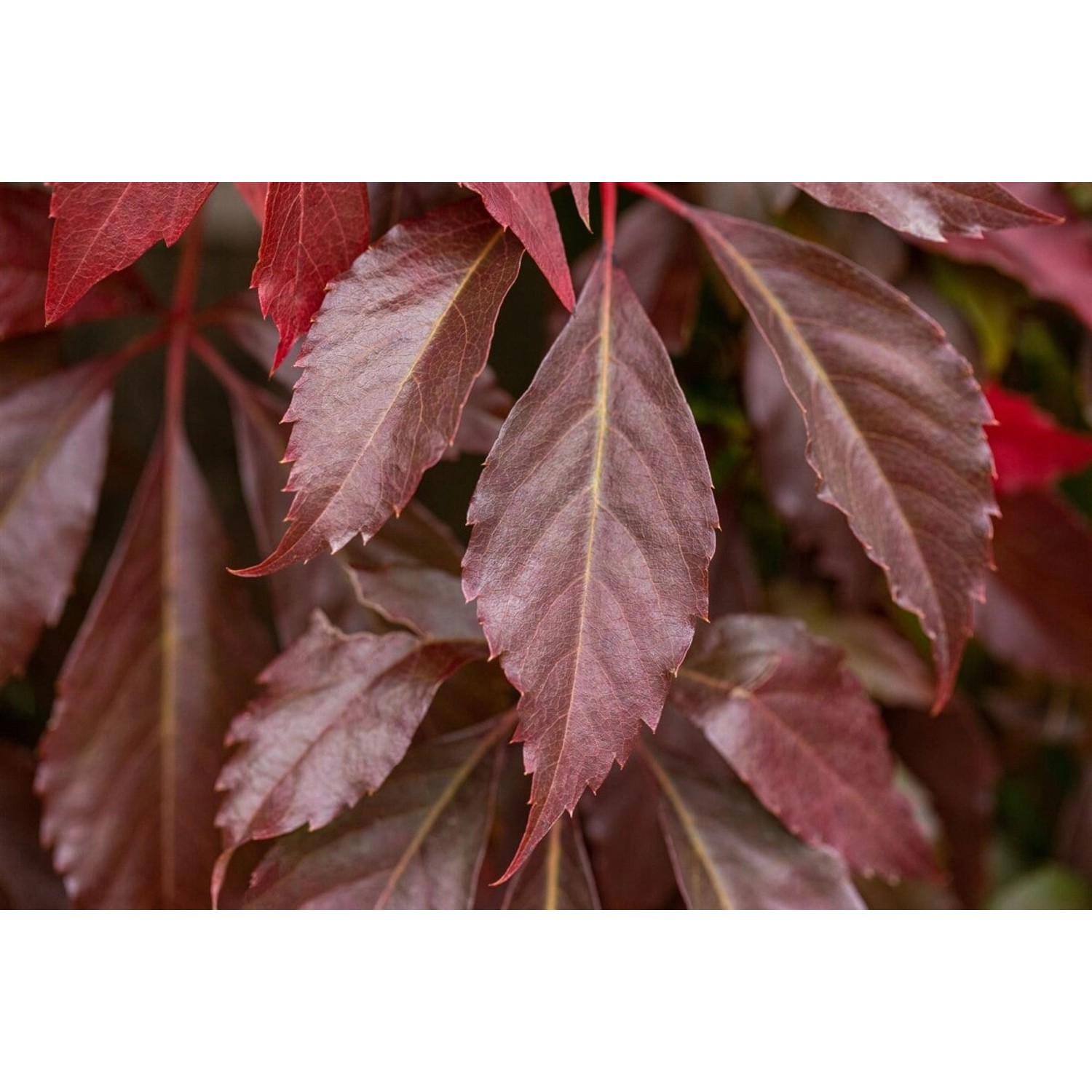 Parthenocissus Quinquefolia Engelmannii Wilder Wein 80–100 cm günstig online kaufen