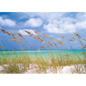 Komar Fototapete Ocean Breeze: Strandhafer, Sand und türkisfarbenes Meer unter blauem Himmel.