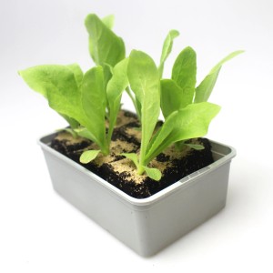 6er Schale GROW by OBI Zuckerhut Salat (Cichorium intybus) mit grünen Blättern in grauer Schale.