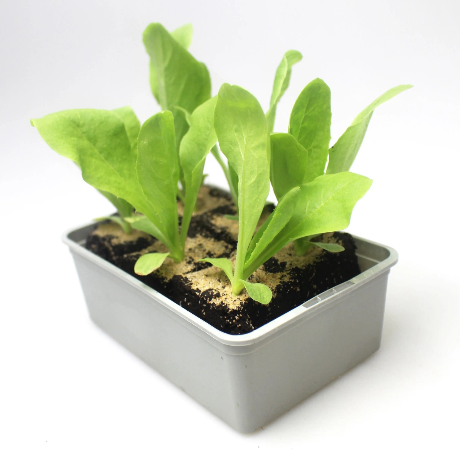 GROW by OBI Zuckerhut Salat 6er Schale Cichorium intybus
