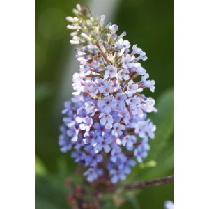 Nahaufnahme des blau blühenden Schmetterlingsstrauchs 'Buzz Sky Blue'.
