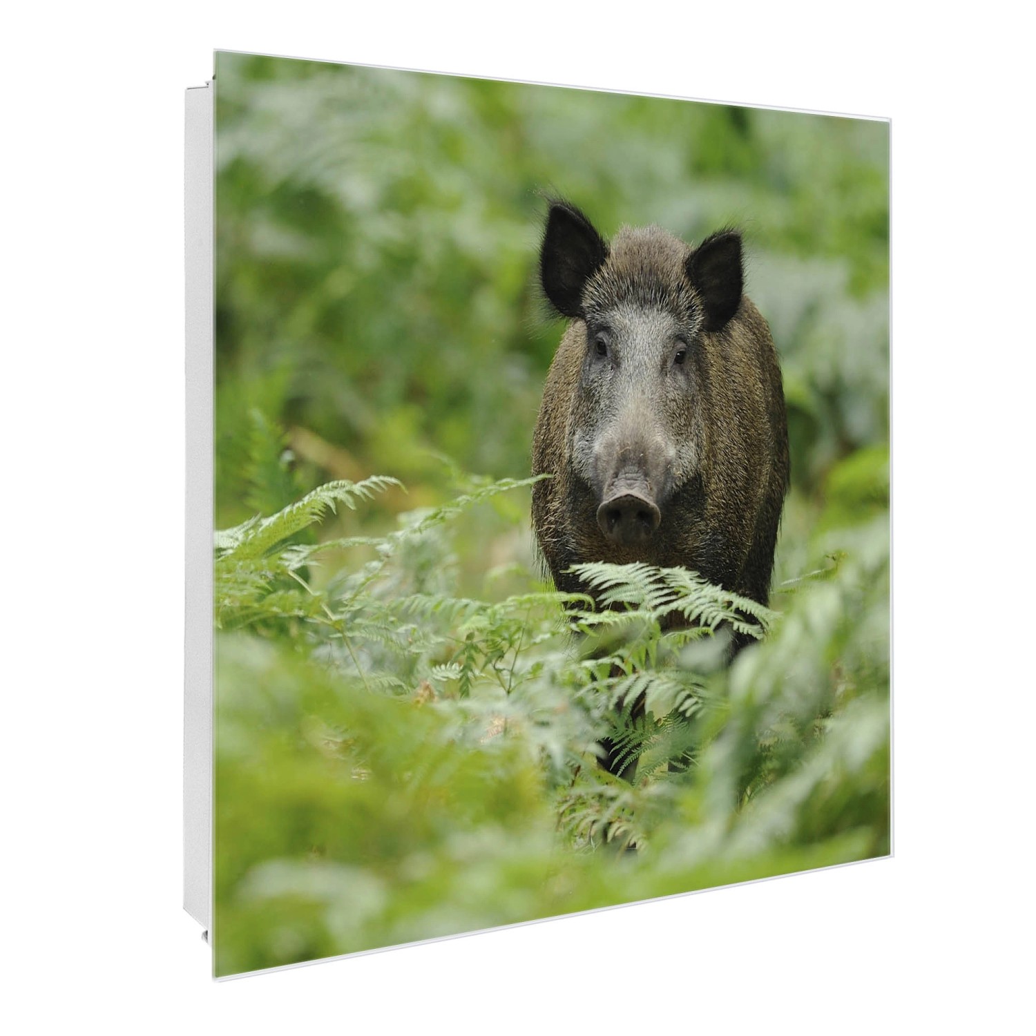 Banjado Großer Schlüsselkasten Glas 30x30cm Weiß Scharnier Links 50 Haken Beschreibbar Magnetisch Motiv Wildschwein