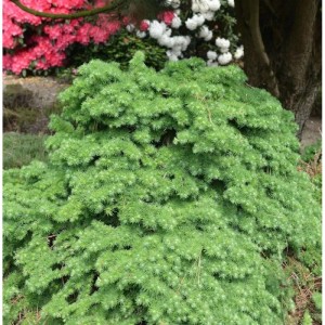 Grüne Japanische Lärche Little Boogle (Larix kaempferi) als Strauch im Garten.