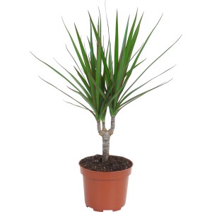 Drachenbaum (Dracaena Marginata) im Topf, ca. 12 cm Durchmesser. Zimmerpflanze mit grünen Blättern und braunem Topf.