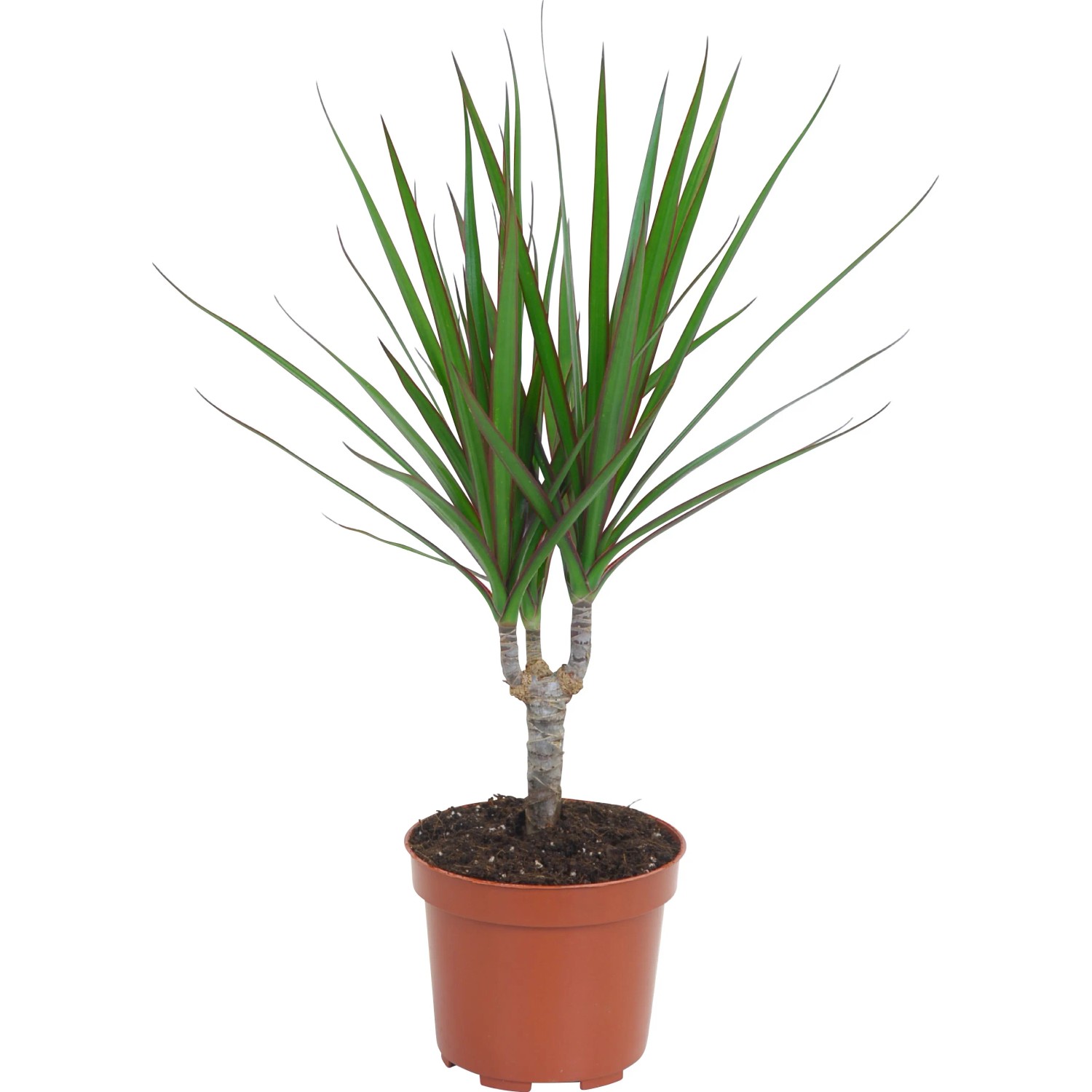 GROW by OBI Drachenbaum Topf Ø ca. 12 cm Dracaena Marginata