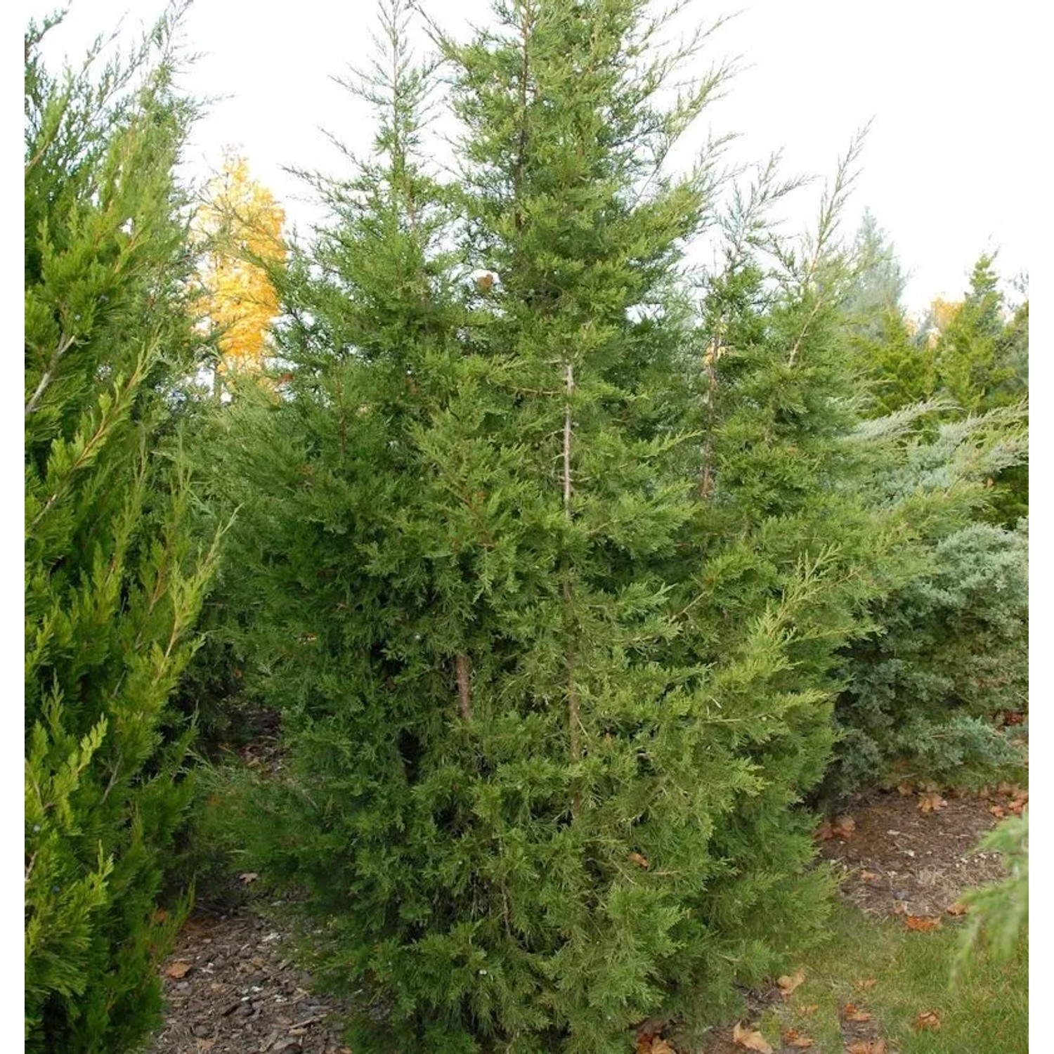 Blaureif Wacholder 60-80cm - Juniperus virginiana