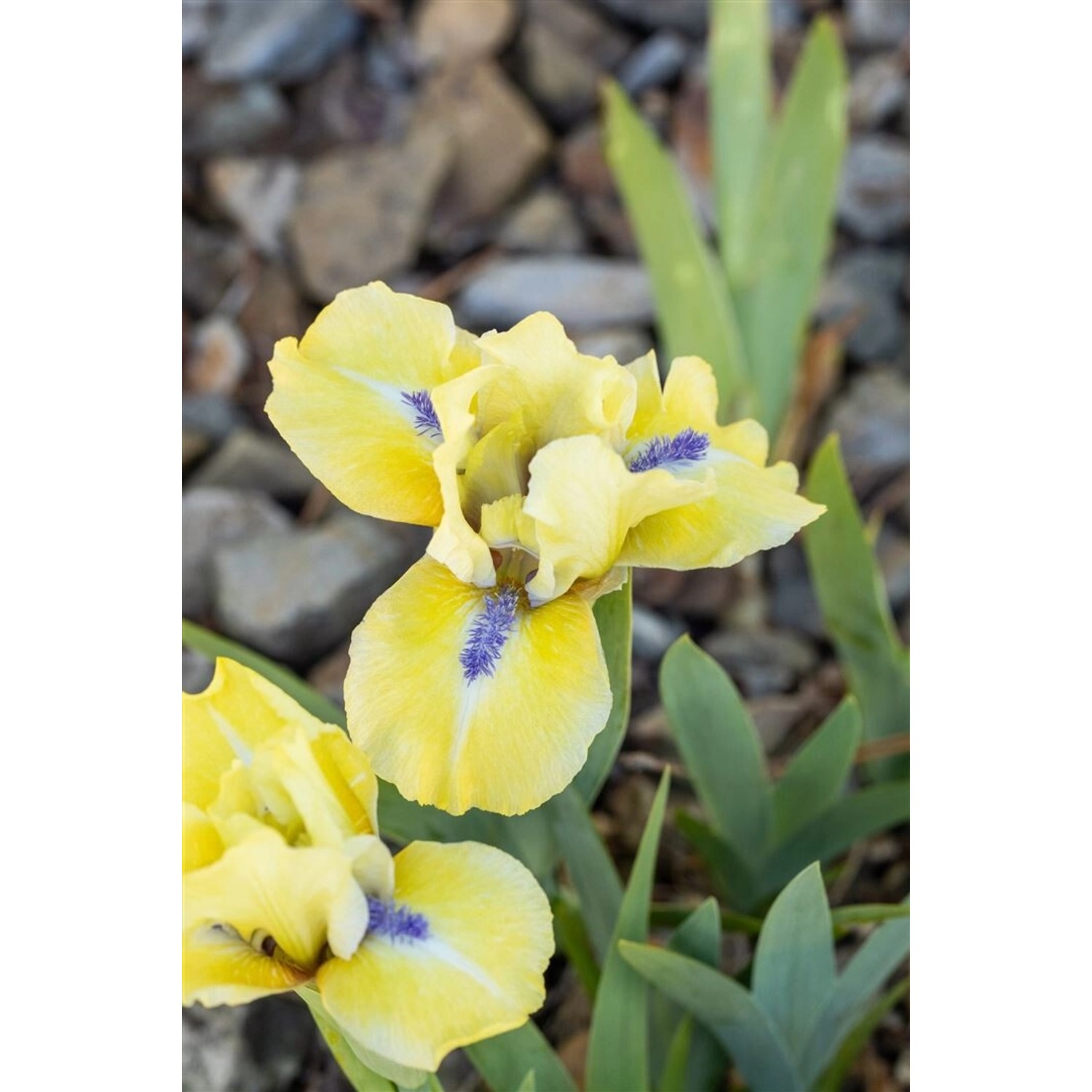 Iris X Barb.-nana Stockholm Zwergiris Ca. 9x9 cm Topf günstig online kaufen