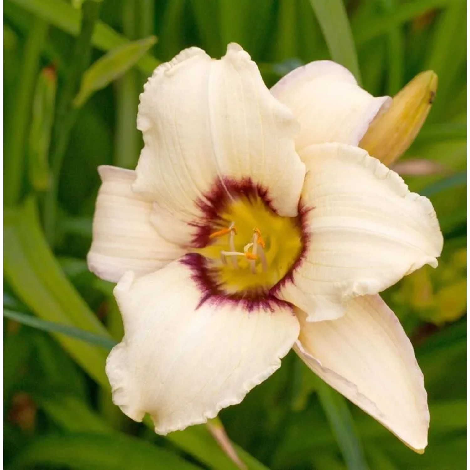 Taglilie Lynn Hall - Hemerocallis cultorum
