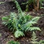 Foto des Dryopteris Affinis Crispa Schuppenwurmfarns im Gartenbeet.