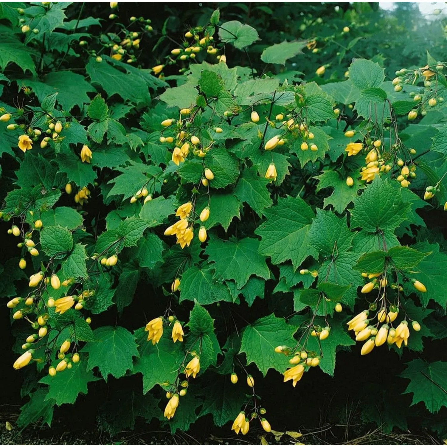 Gelbe Wachsglocke (Kirengeshoma palmata) im Topf, mit ahornartigen Blättern und hängenden gelben Blüten.