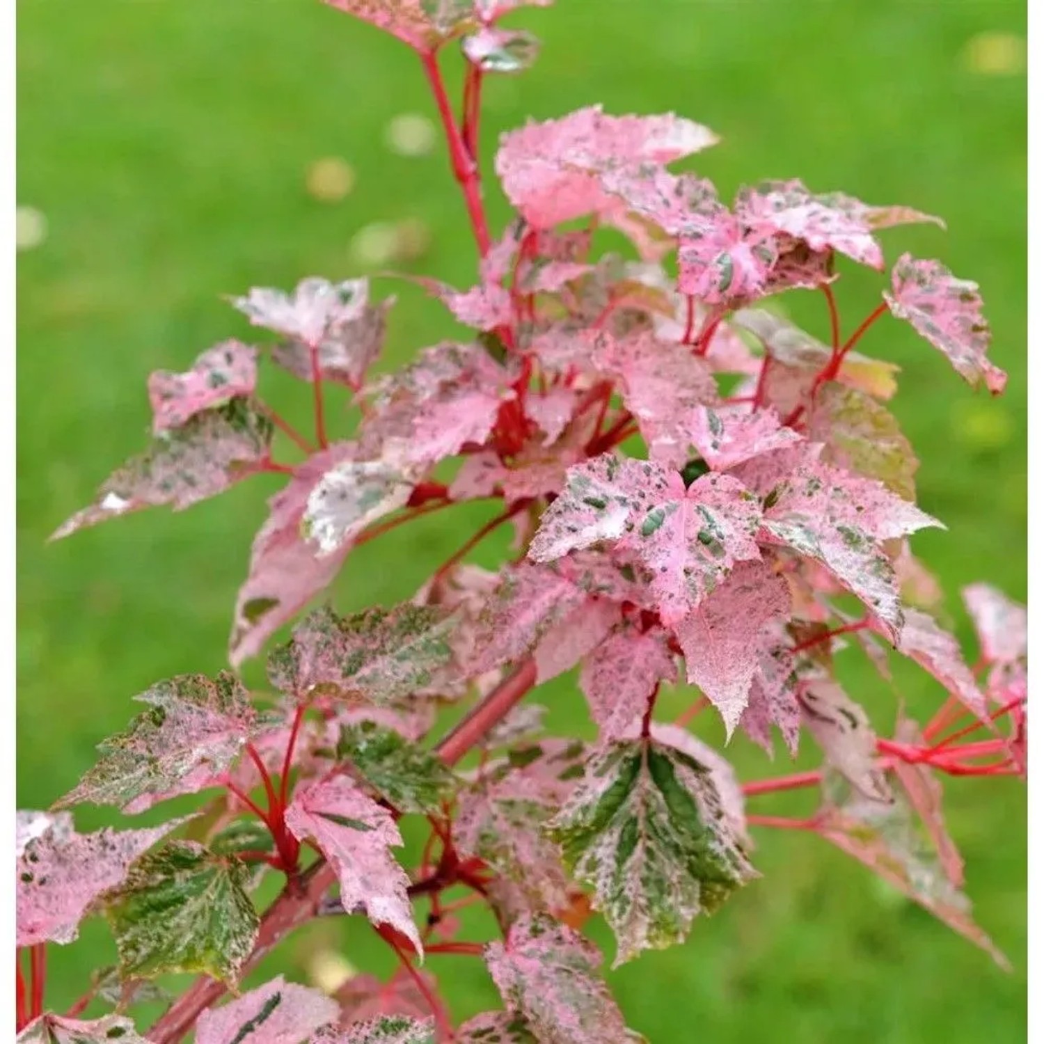 Streifenahorn Red Flamingo 100-125cm - Acer conspicuum