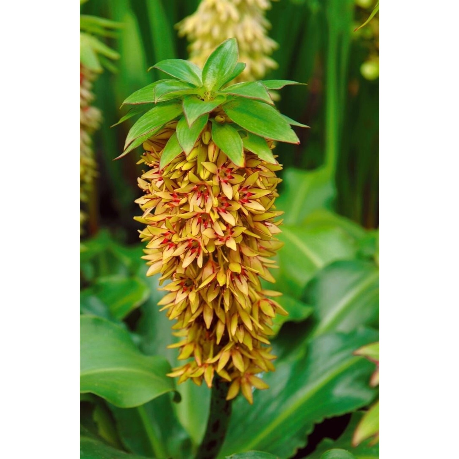 Eucomis Bicolor Schopflilie Ca. 9x9 cm Topf günstig online kaufen