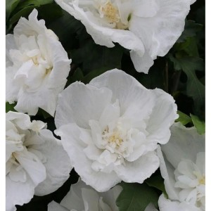 Hochstamm Rosen Eibisch Diana 40-60cm - Hibiscus
