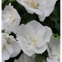 Hochstamm Rosen Eibisch Diana 40-60cm - Hibiscus