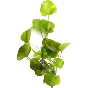 Dennerle Aquariumpflanze Nymphoides Taiwan In-Vitro mit runden, hellgrünen Blättern.