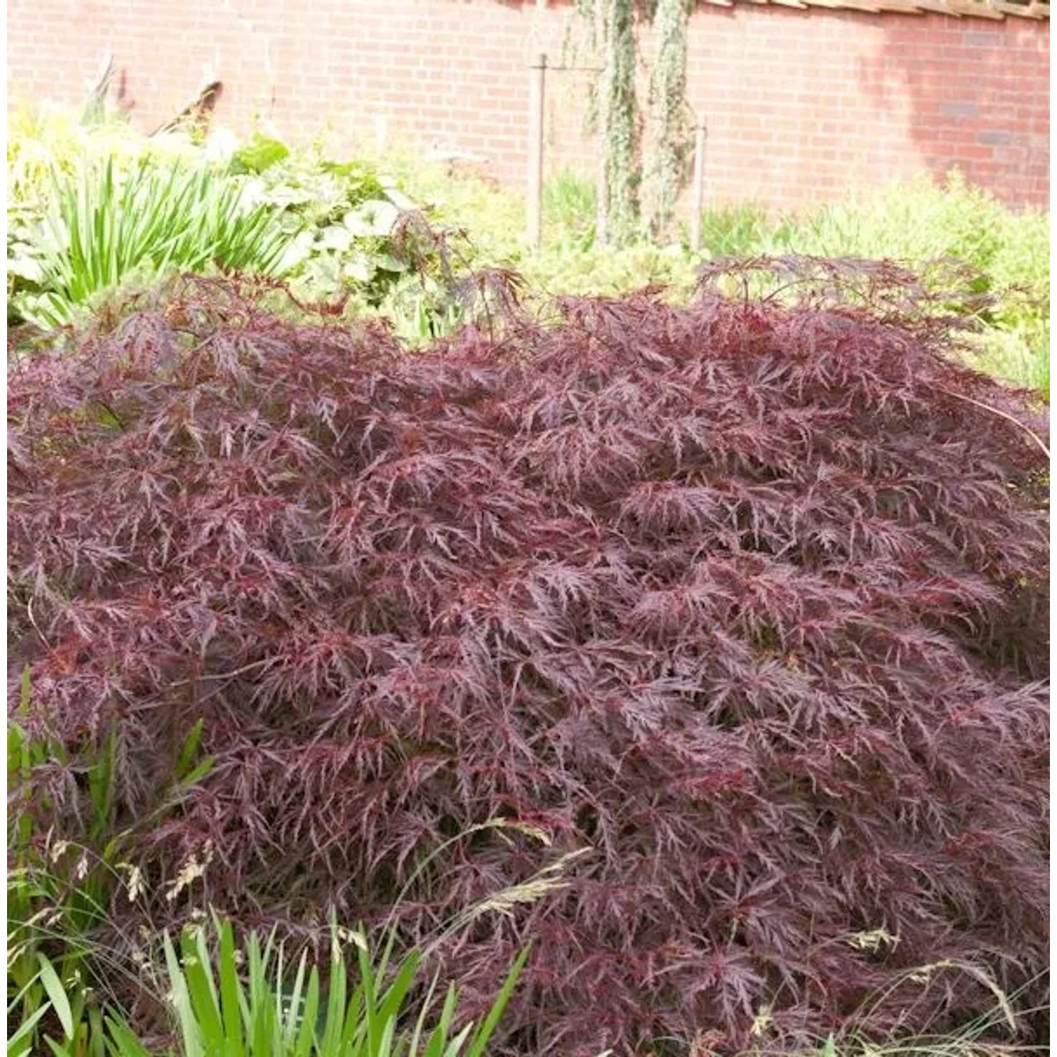 Dunkelroter Schlitz Ahorn Garnet 125-150cm - Acer palmatum