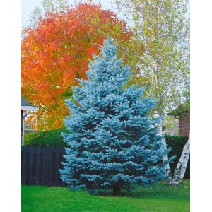 Blaufichte 'Blue Mountain' (150–175 cm) im Garten, blaue Nadeln.