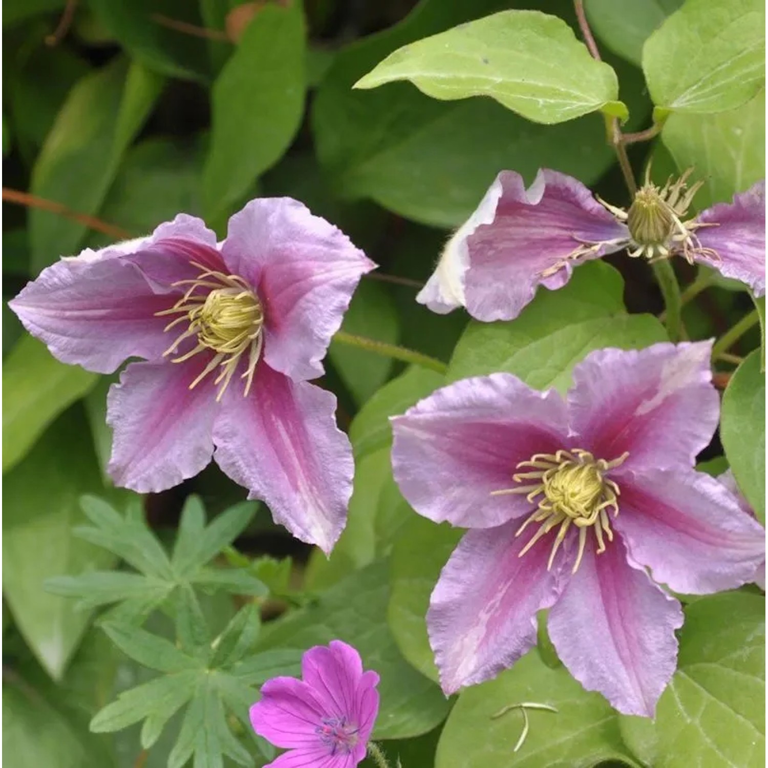 Evison Waldrebe Empress 60-80cm - Clematis