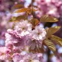 Nahaufnahme der rosa Blüten einer Prunus Subhirtella Accolade Zierkirsche.