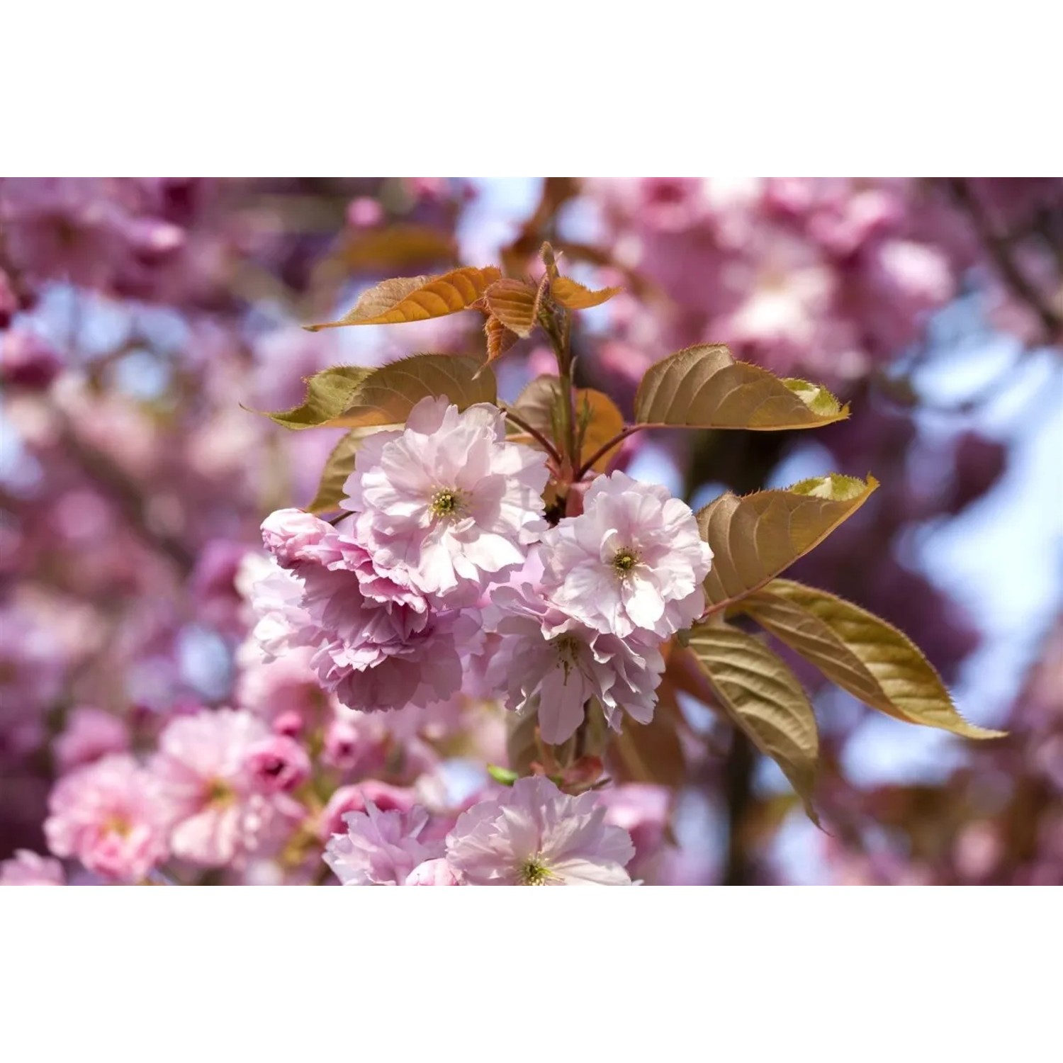Nahaufnahme der rosa Blüten einer Prunus Subhirtella Accolade Zierkirsche.