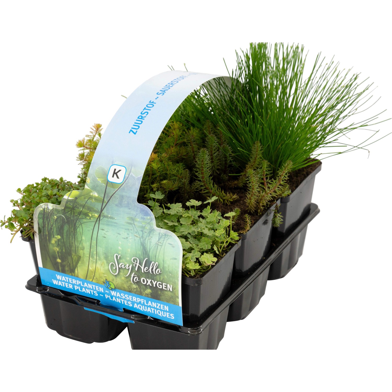 Teichpflanzen-Set Sauerstoffquelle, 6 Pflanzen im Topf (Ø 9cm) in schwarzer Trageverpackung.