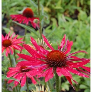 Sonnenhut 'Hot Summer' (Echinacea purpurea) mit leuchtend roten Blüten im Gartenbeet.