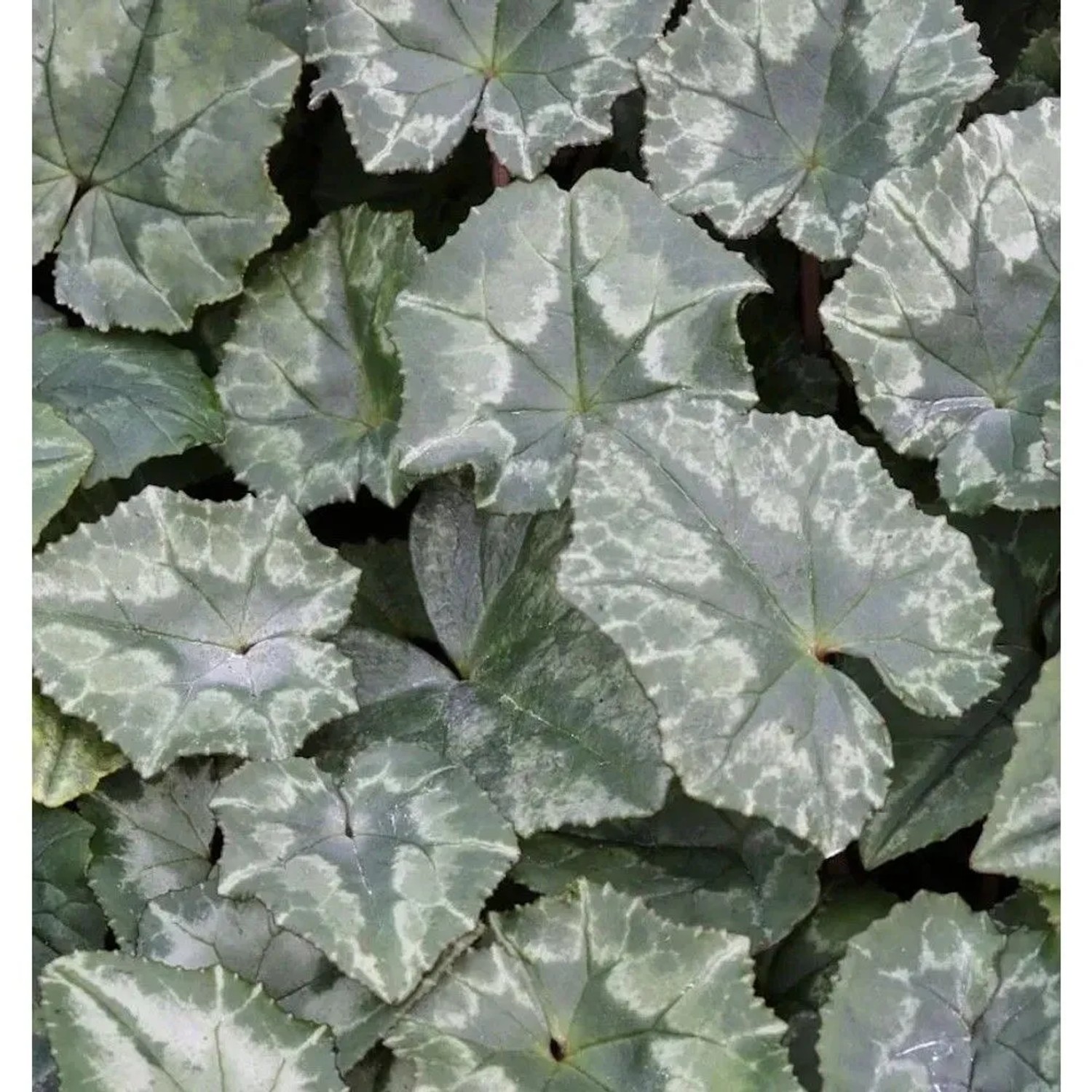 Herbst Alpenveilchen Amaze Me - Cyclamen hederifolium
