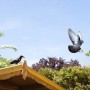 Gardigo Taubenschreck Rabenattrappe auf Dach, Taube im Flug.