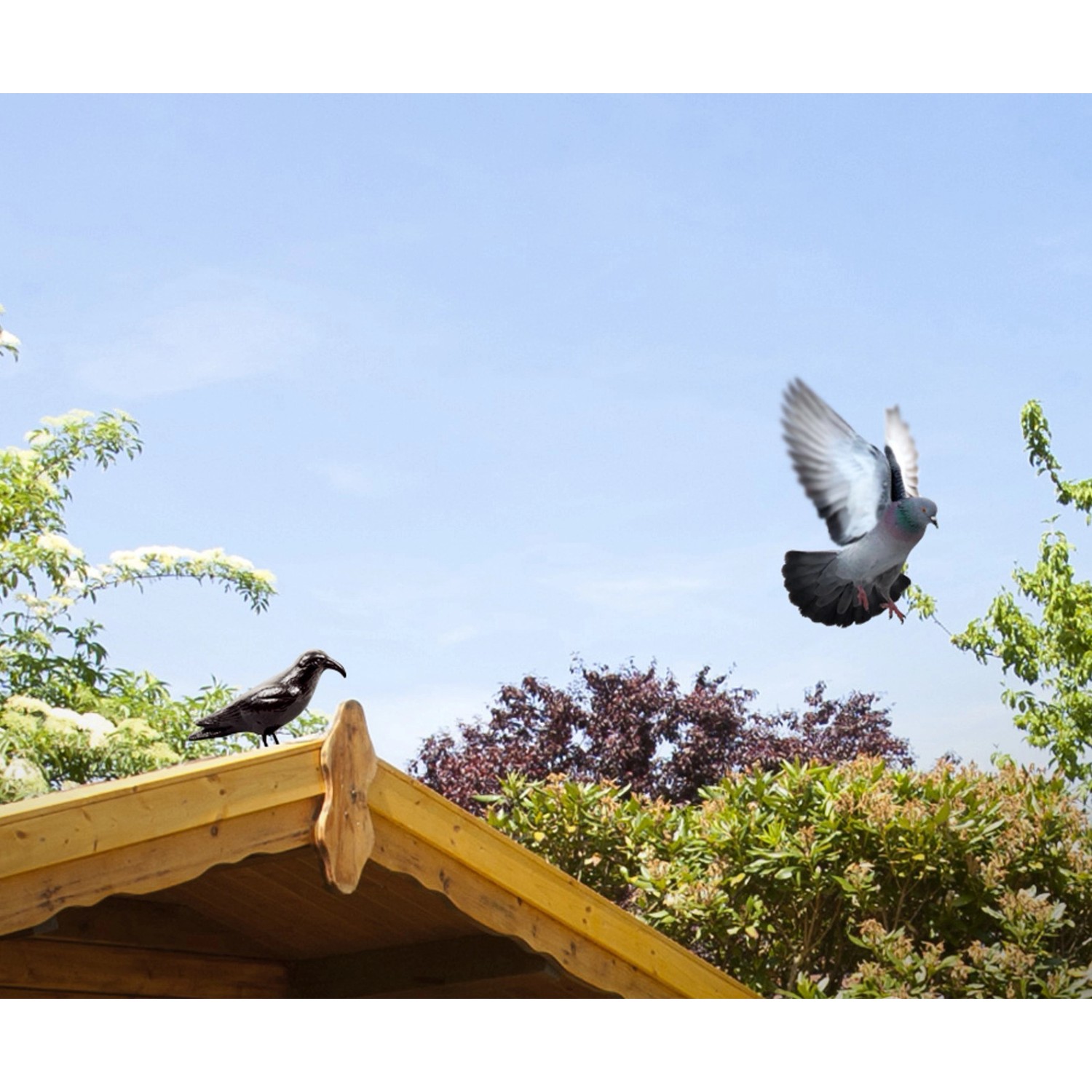 Gardigo Taubenschreck Rabenattrappe auf Dach, Taube im Flug.
