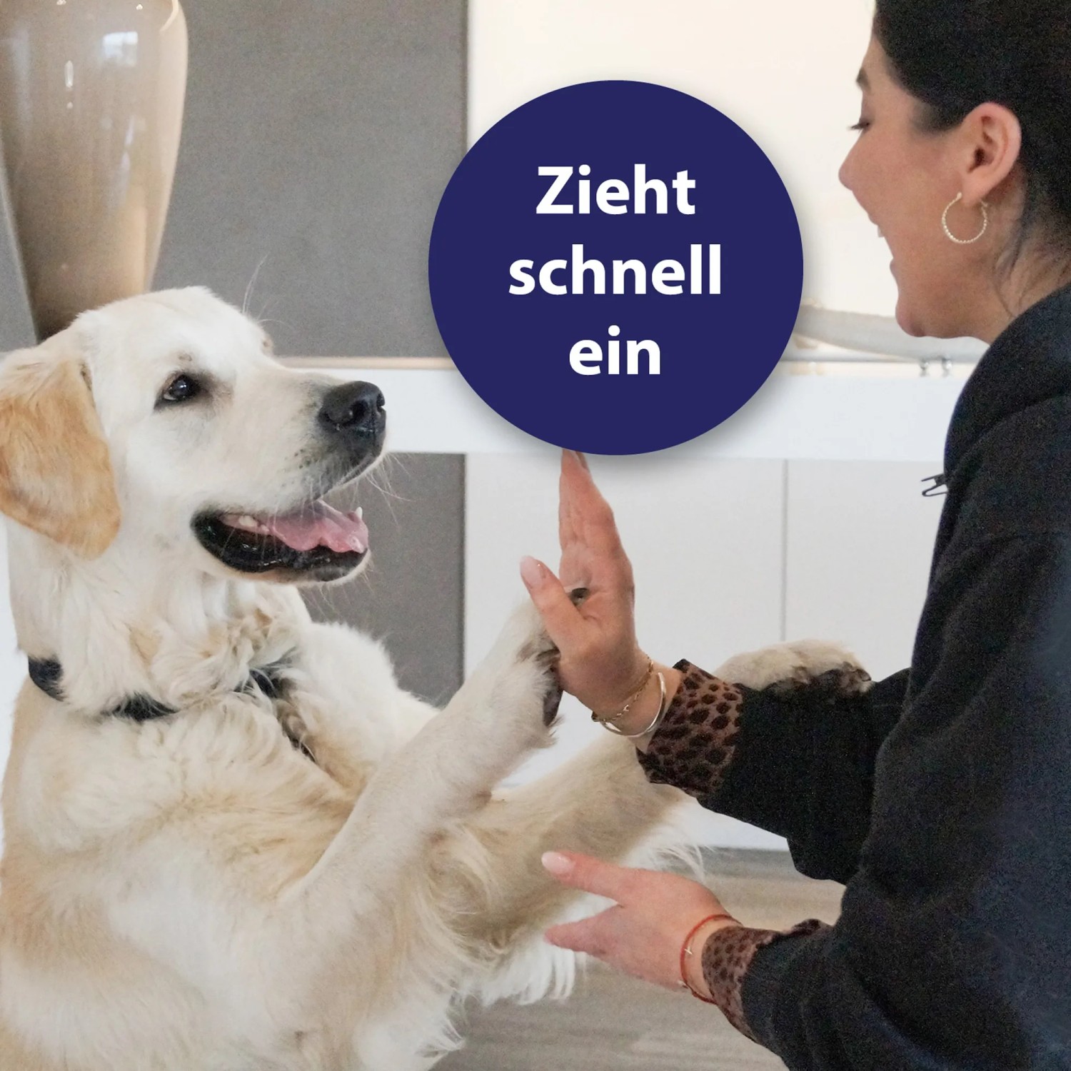 Frau gibt Golden Retriever ein High-Five. Canosept Pfotenpflege zieht schnell ein.