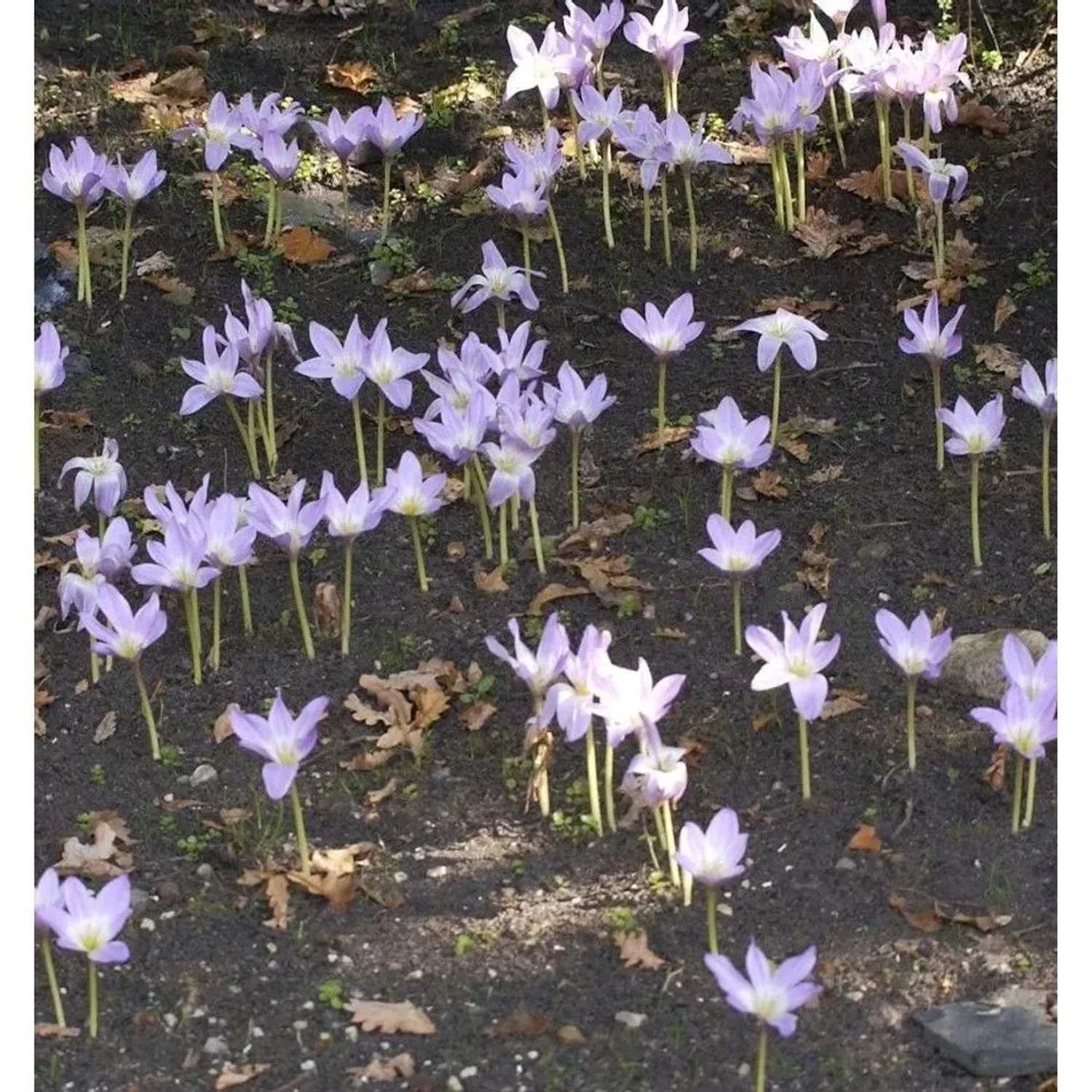 Riesen-Herbstzeitlose - Colchicum bornmuelleri