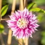 Nahaufnahme einer rosa Clematis Hybride Josephine Blüte mit Rankhilfe im Hintergrund.