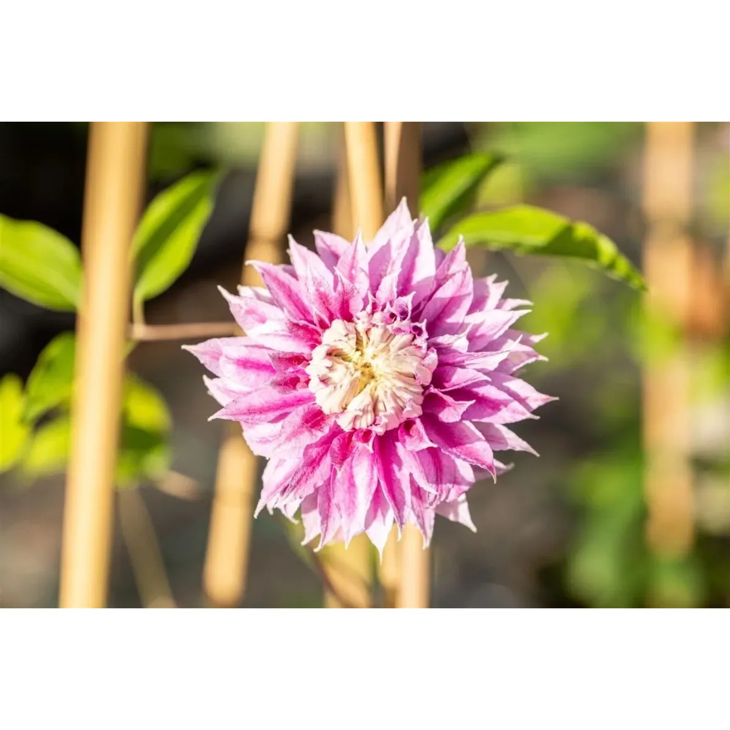 Nahaufnahme einer rosa Clematis Hybride Josephine Blüte mit Rankhilfe im Hintergrund.