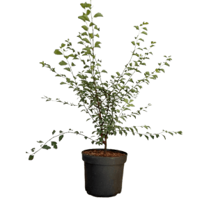 Baumfink Prachtspiere im Topf, 40-60cm, Zierstrauch für Garten & Hecke.