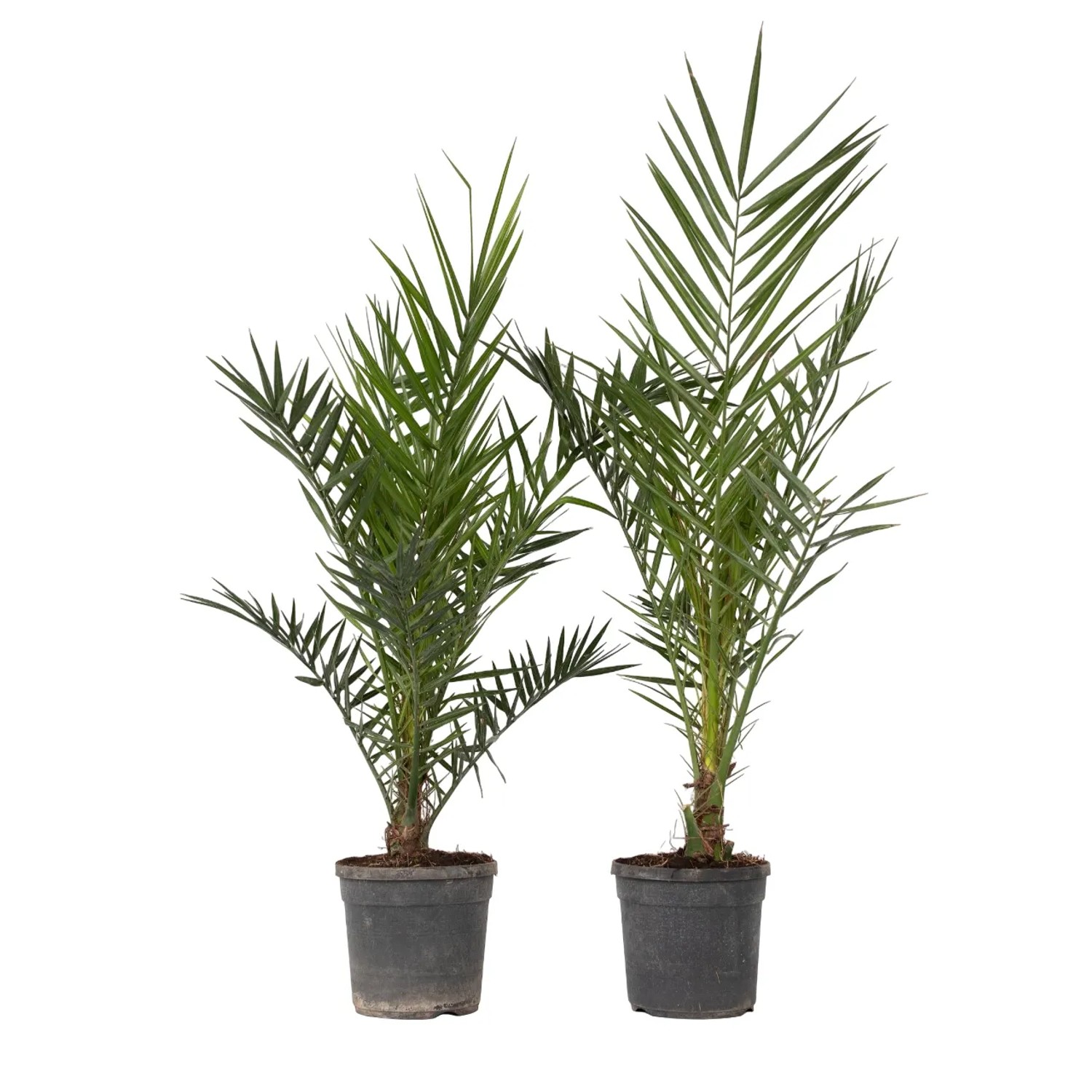 Plant In A Box Kanarische Dattelpalmen X2  Phoenix Canariensis Höhe 80cm Ø19 Grün