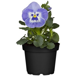 Blaues Stiefmütterchen (Viola wittrockiana) im 9 cm Topf, ideal für die Frühjahrsbepflanzung.