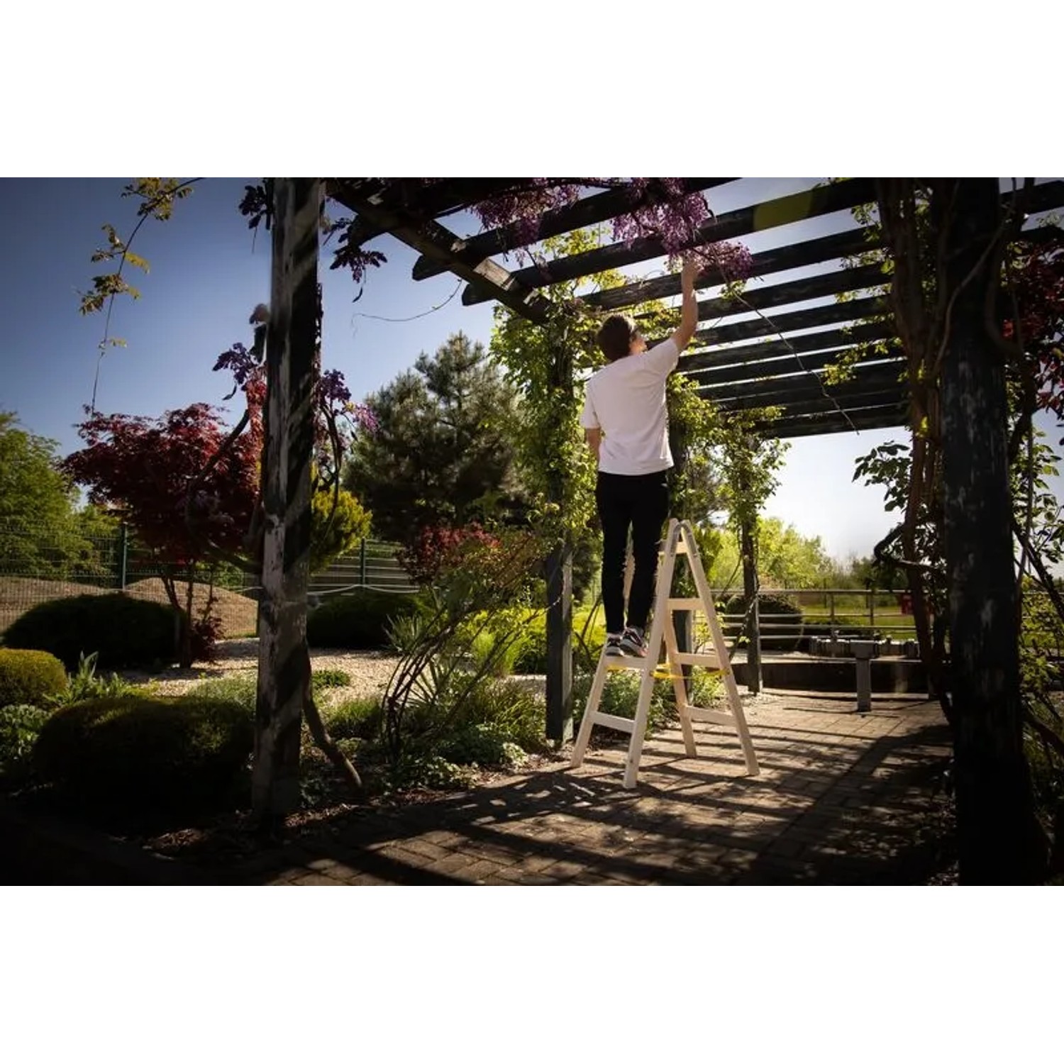PROREGAL Holz-Stehleiter mit Person bei Gartenarbeit unter Pergola. Sprossen-Doppelleiter aus Kiefernholz.